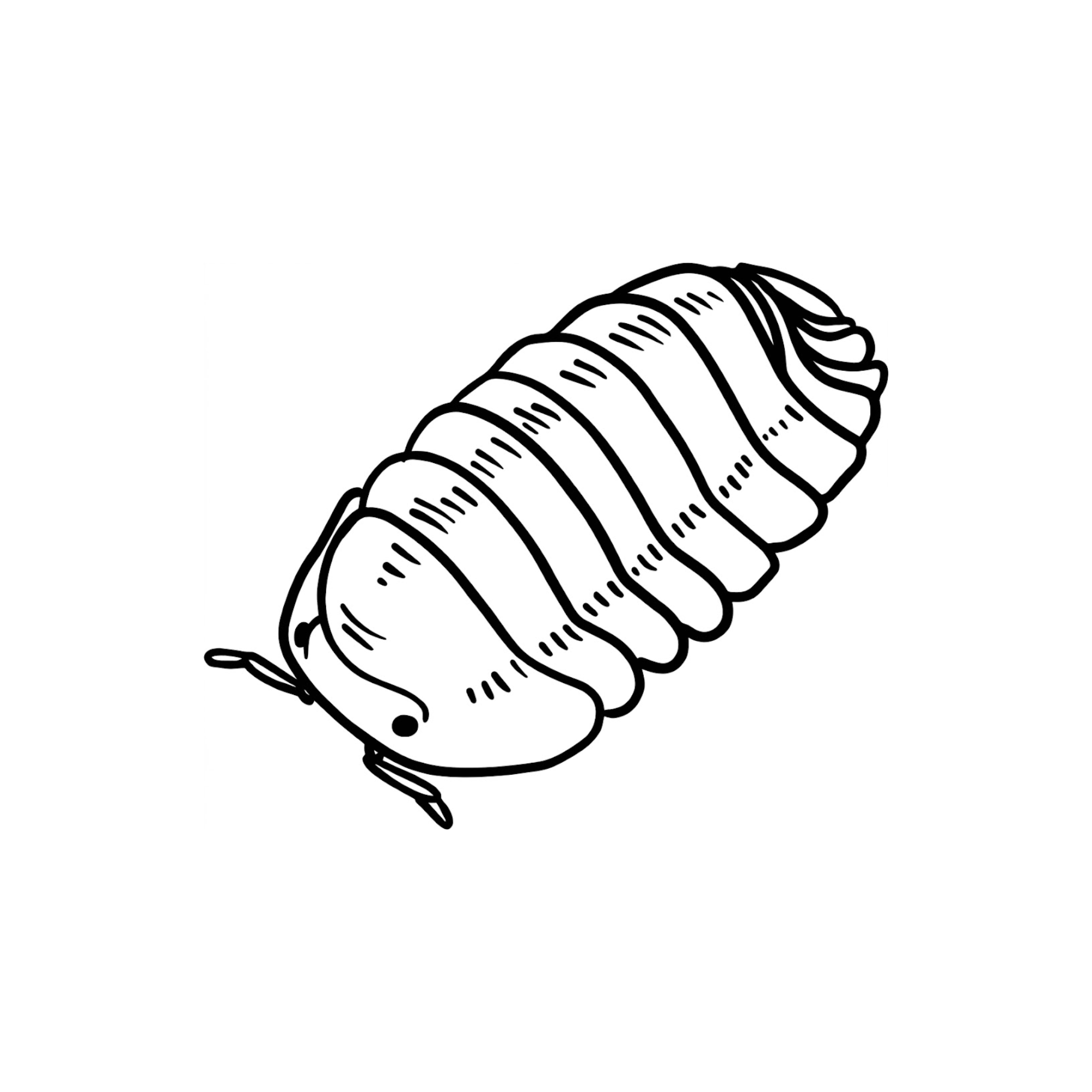 isopods