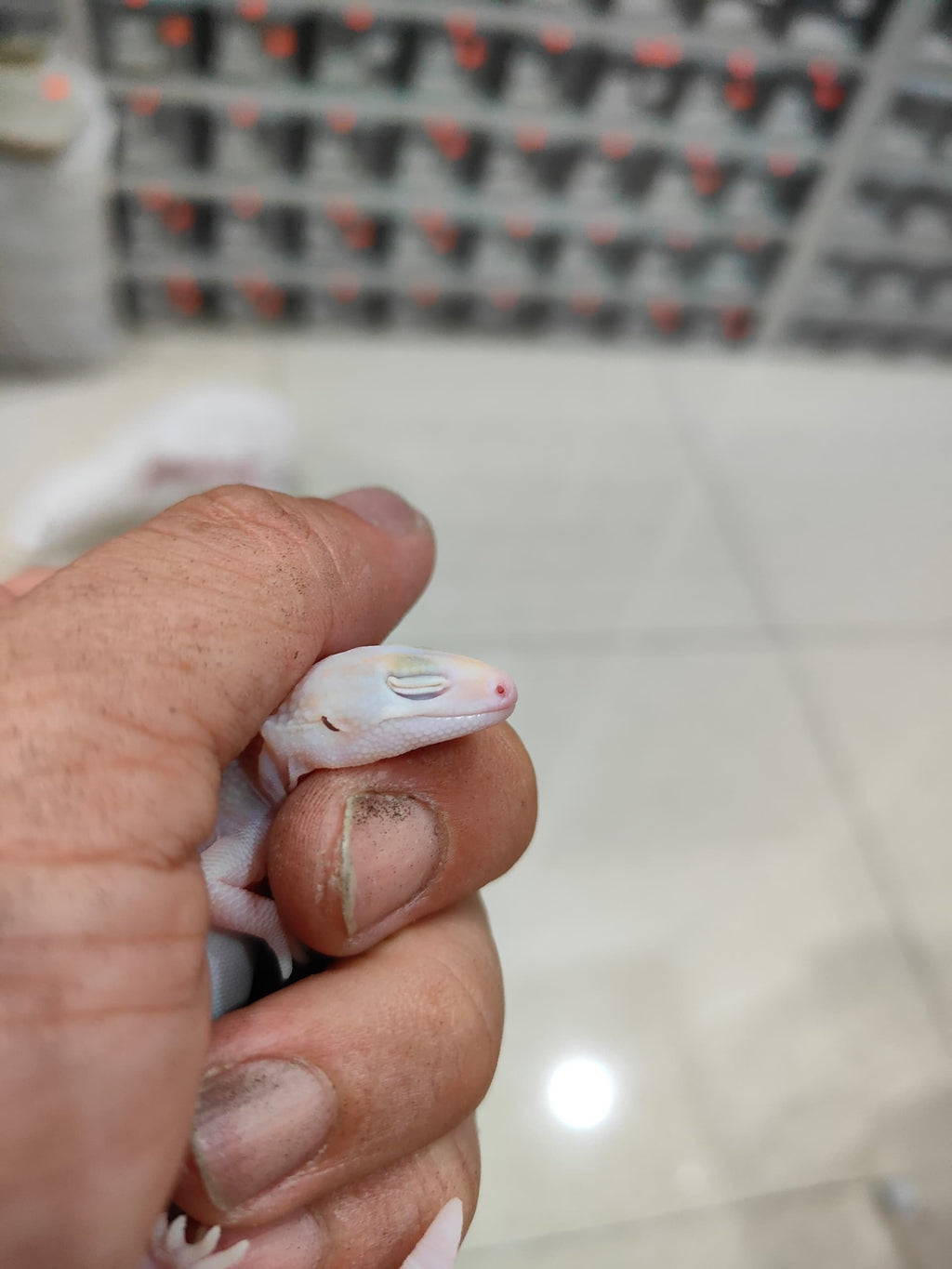 African Fat-Tailed Gecko