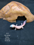 African Fat-Tailed Gecko