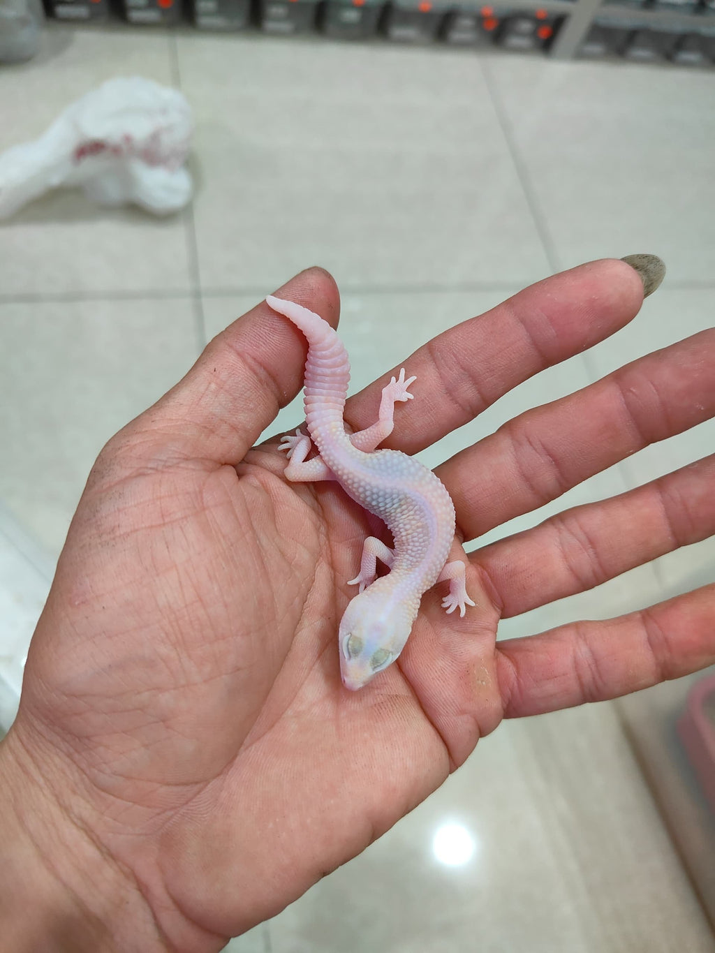 African Fat-Tailed Gecko