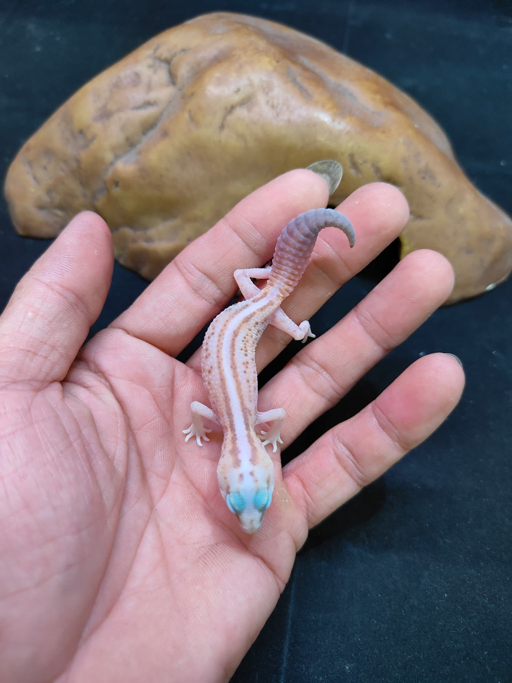African Fat-Tailed Gecko