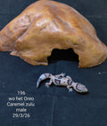 African Fat-Tailed Gecko