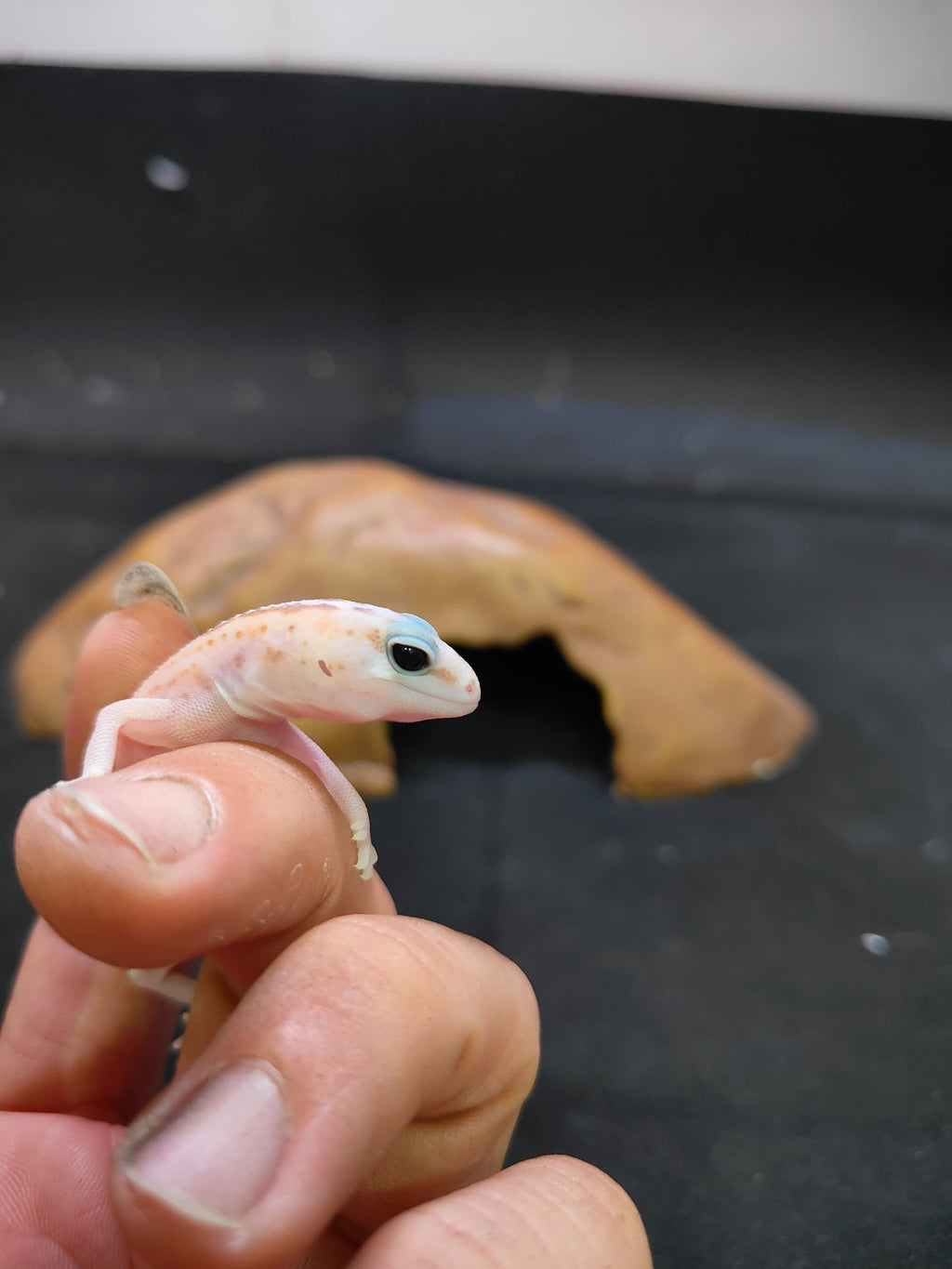 African Fat-Tailed Gecko
