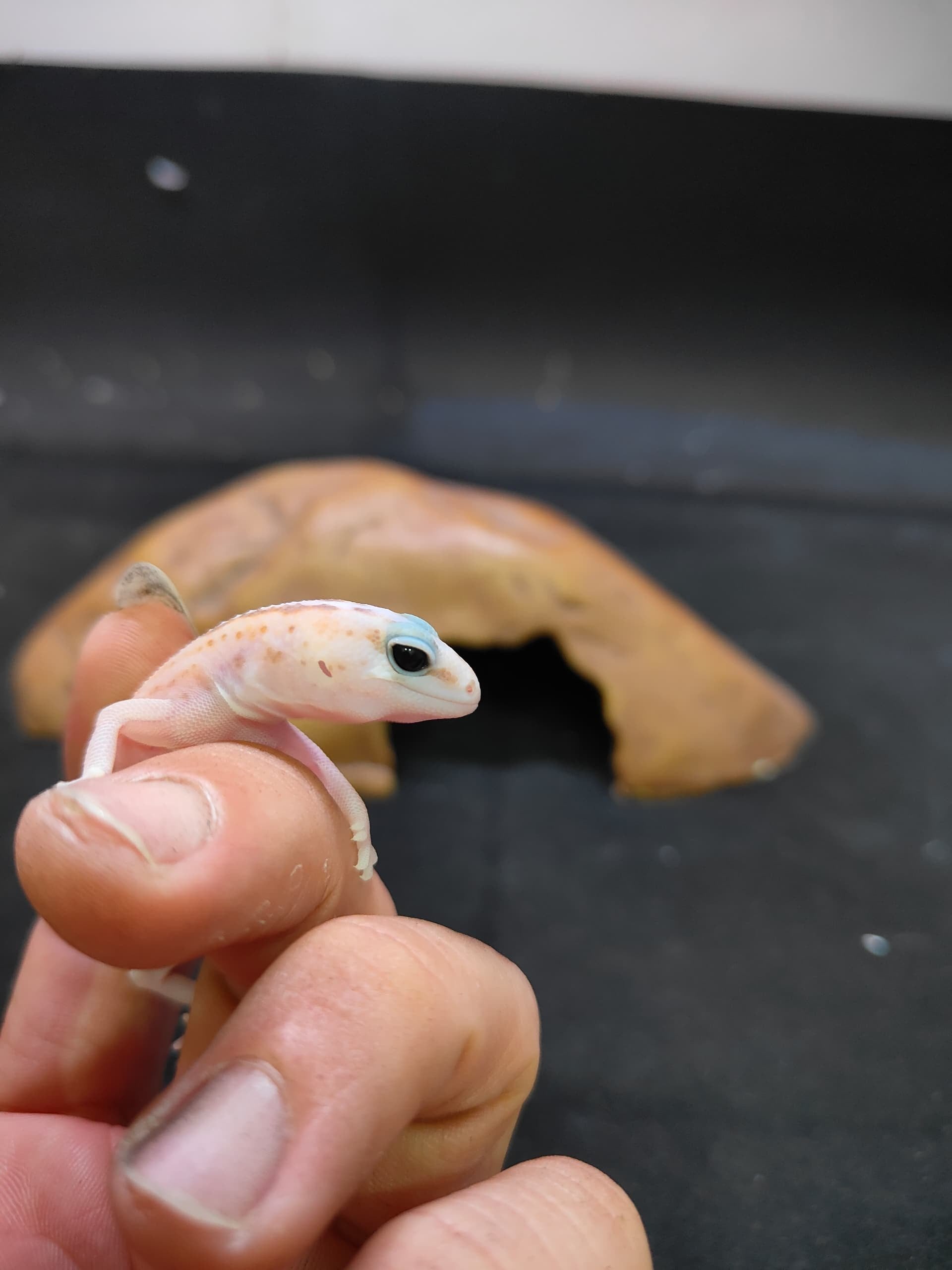 African Fat-Tailed Gecko