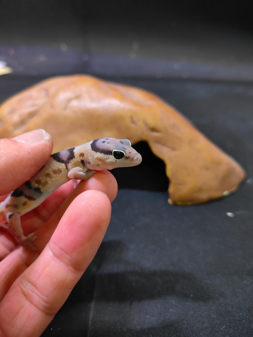 African Fat-Tailed Gecko