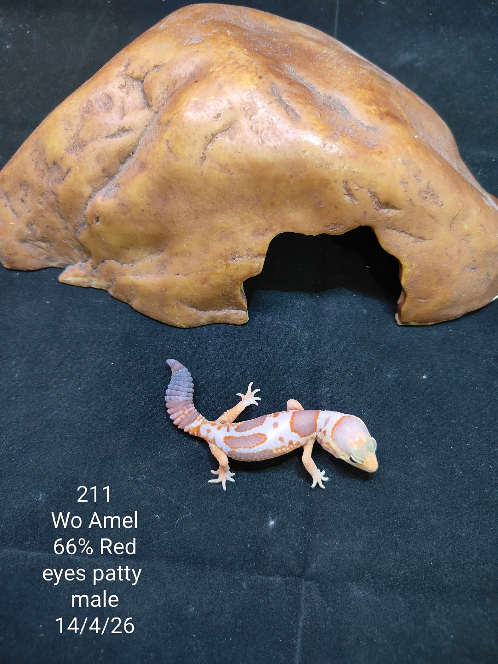 African Fat-Tailed Gecko