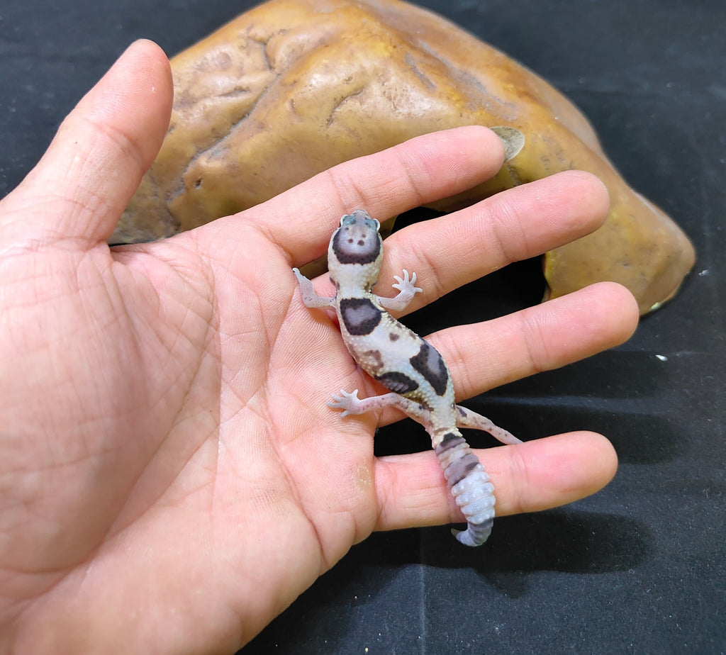 African Fat-Tailed Gecko