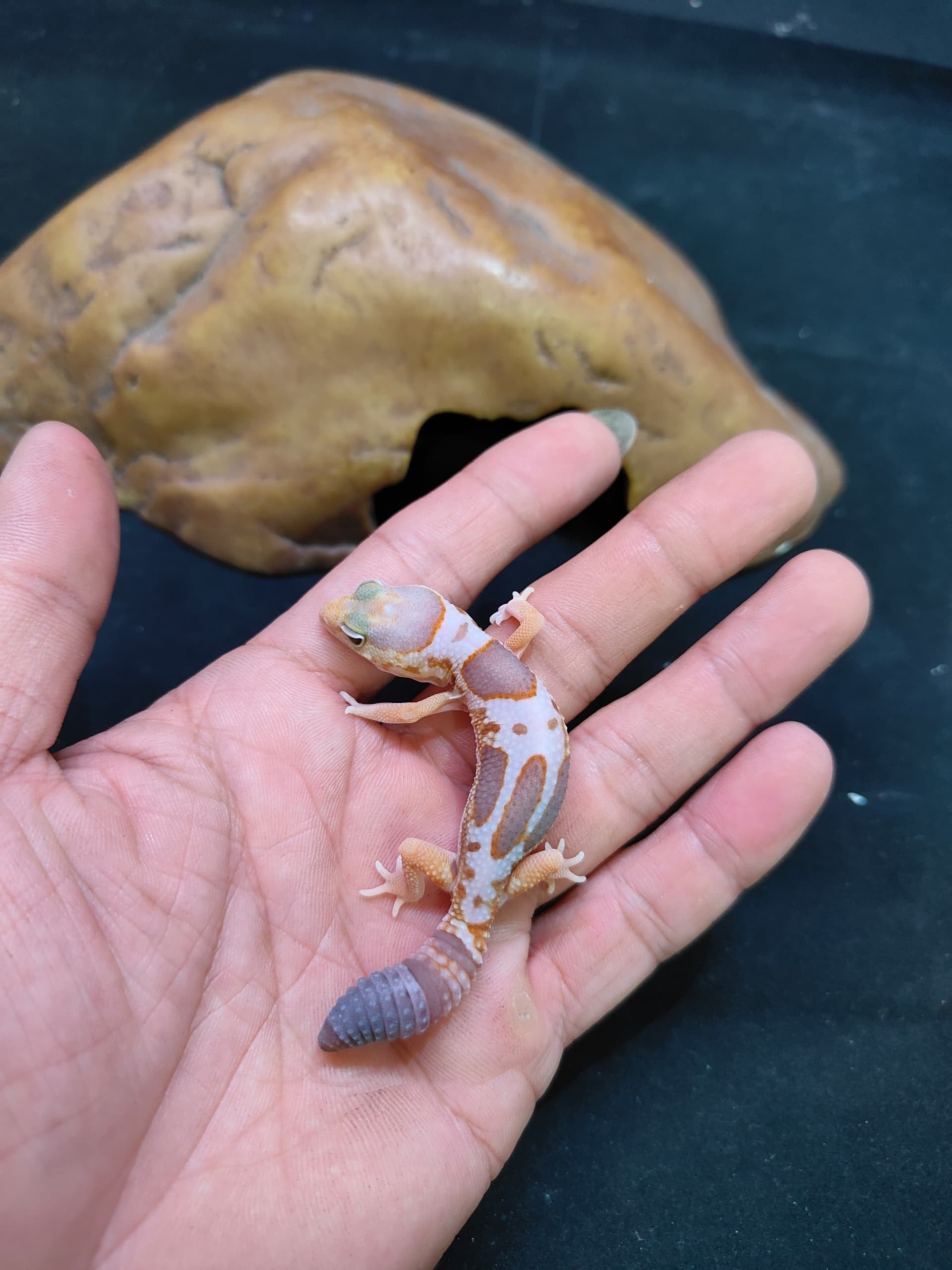 African Fat-Tailed Gecko
