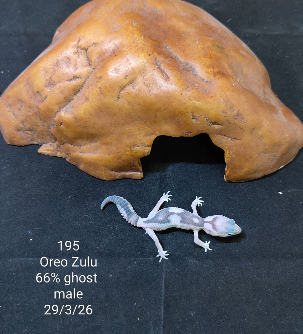 African Fat-Tailed Gecko