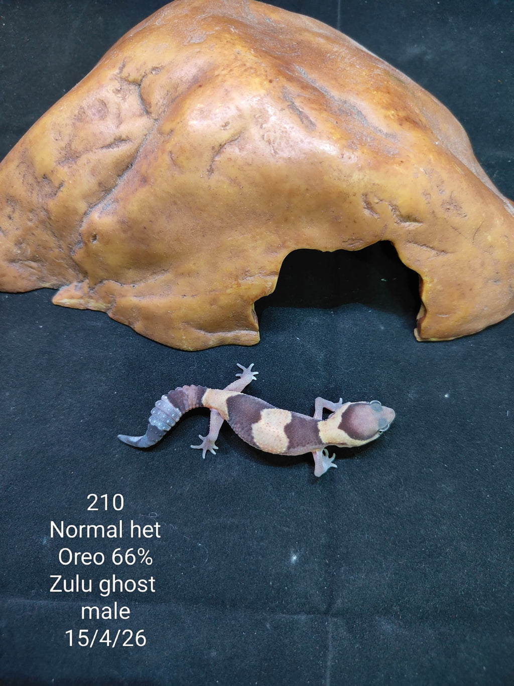 African Fat-Tailed Gecko