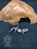 African Fat-Tailed Gecko