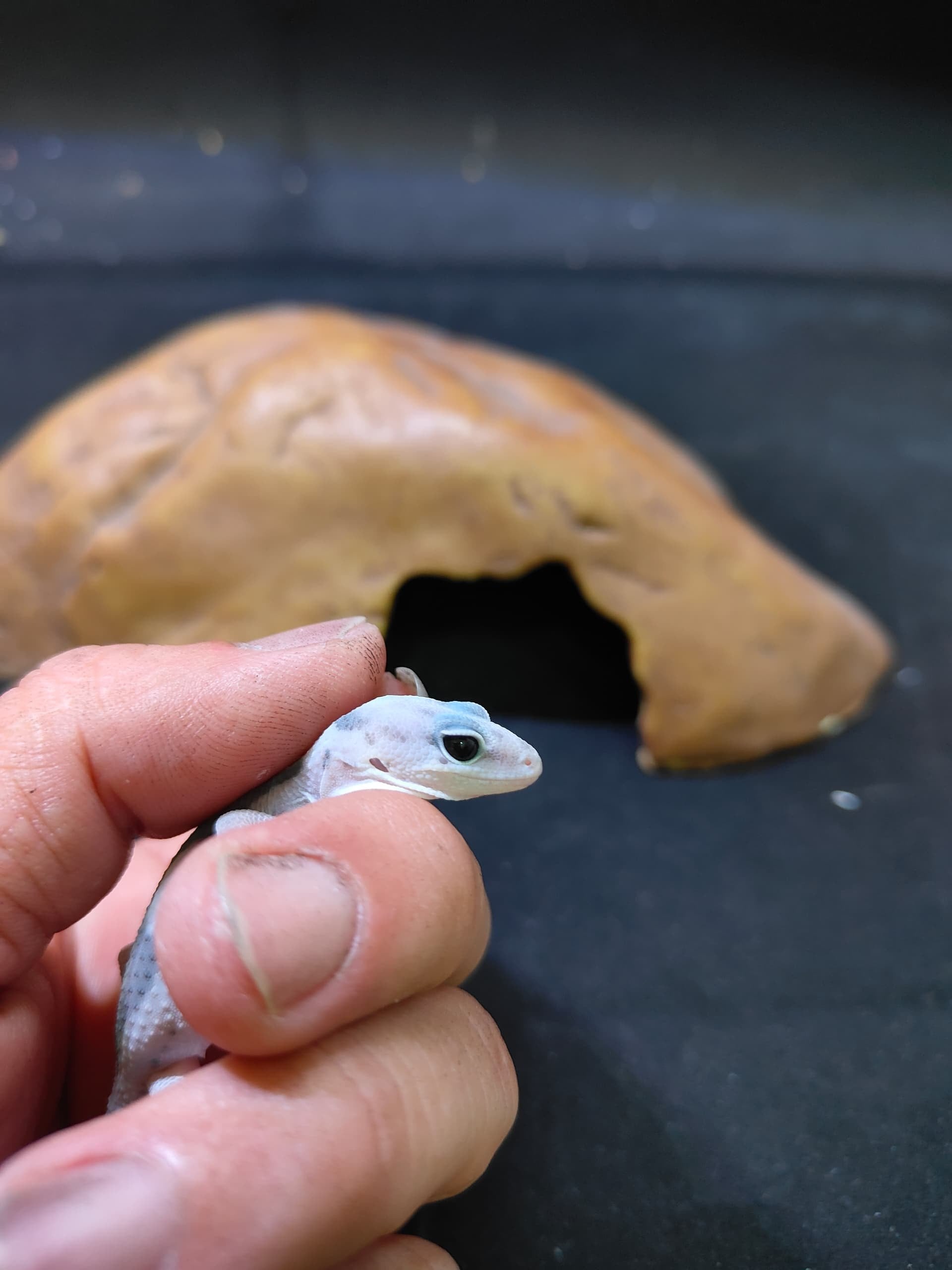 African Fat-Tailed Gecko