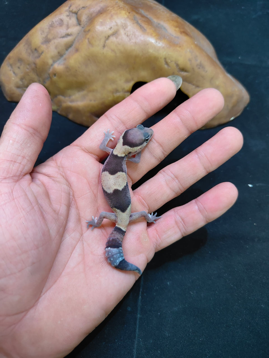 African Fat-Tailed Gecko