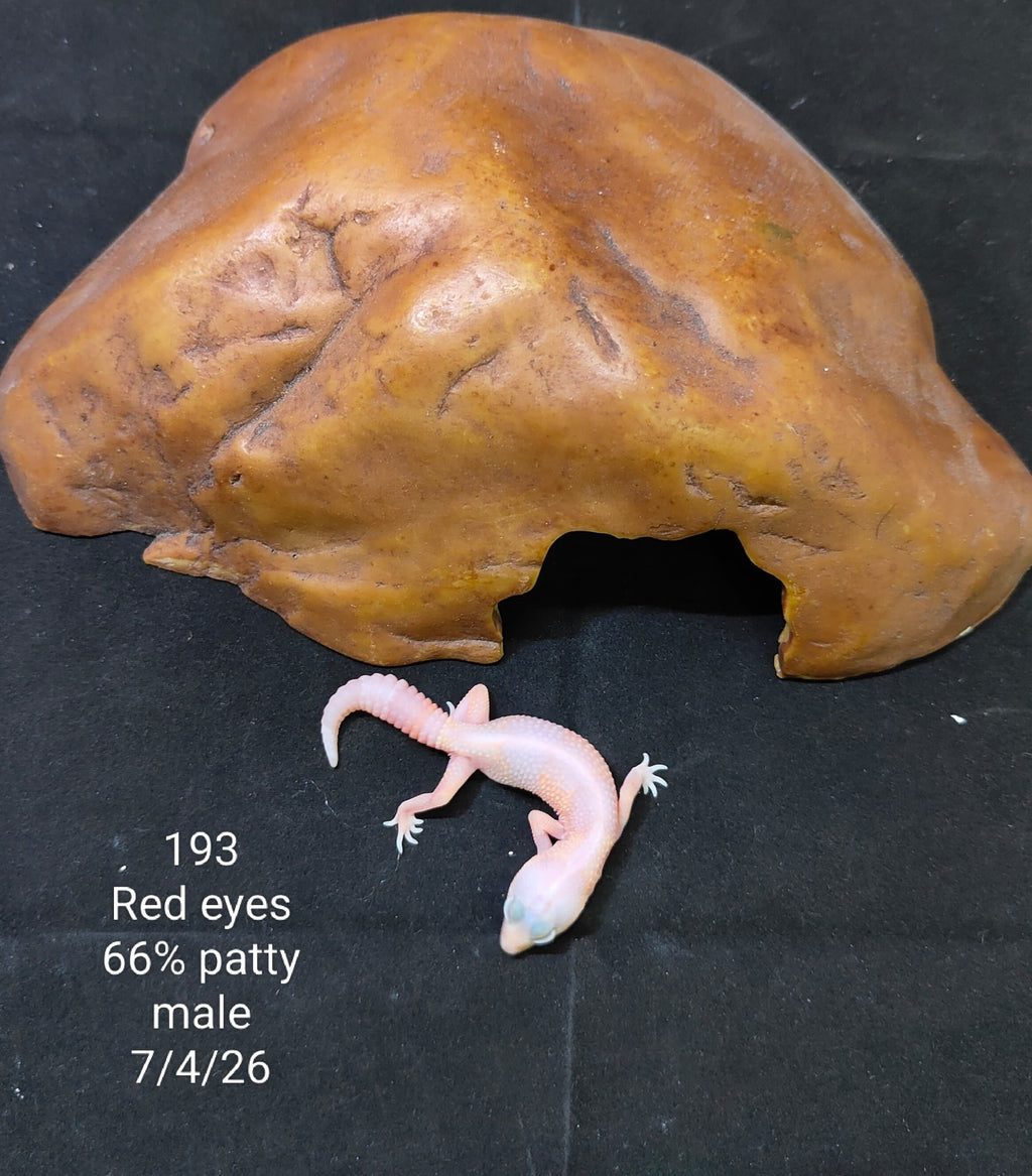 African Fat-Tailed Gecko