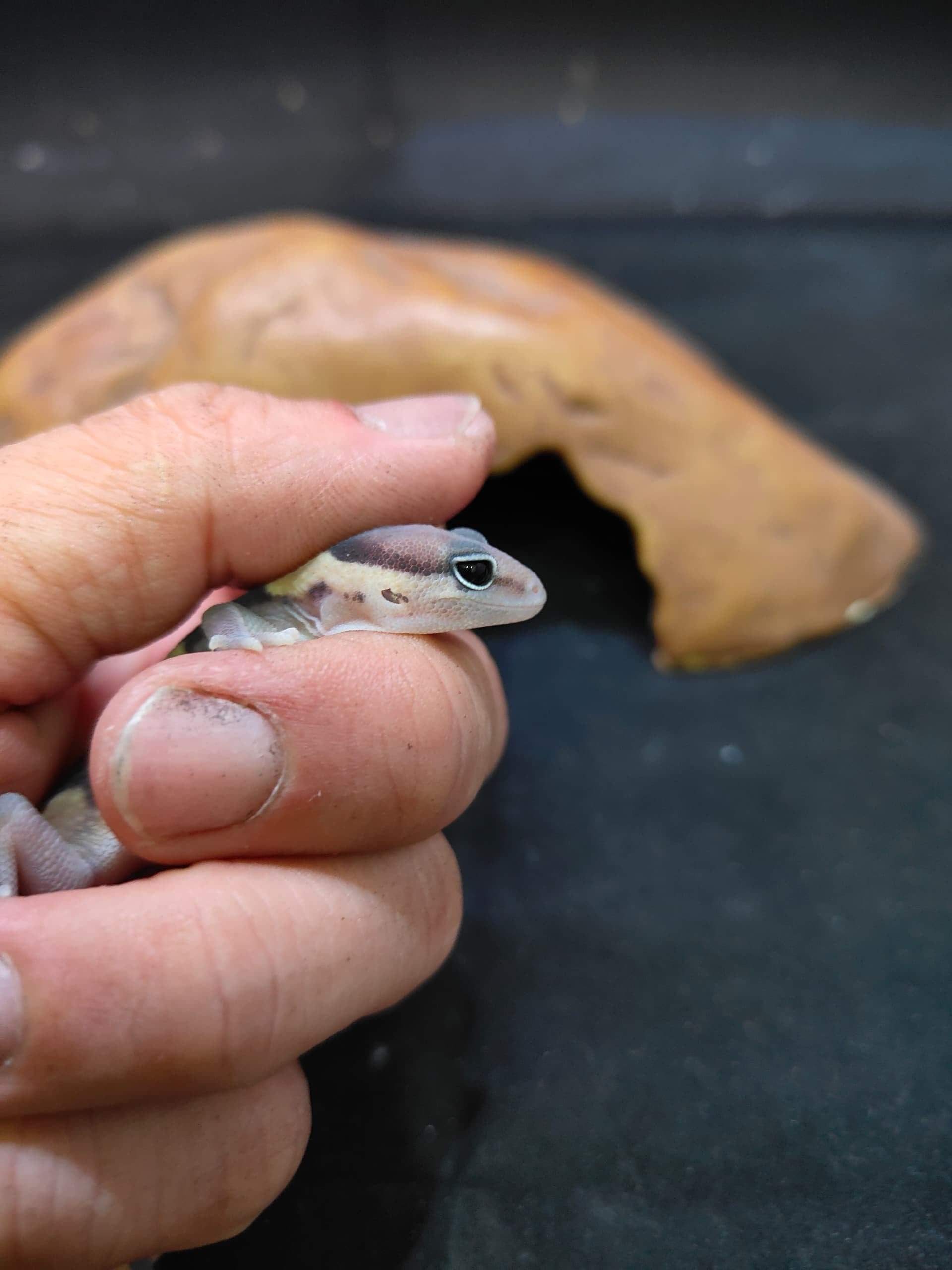 African Fat-Tailed Gecko