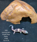 African Fat-Tailed Gecko
