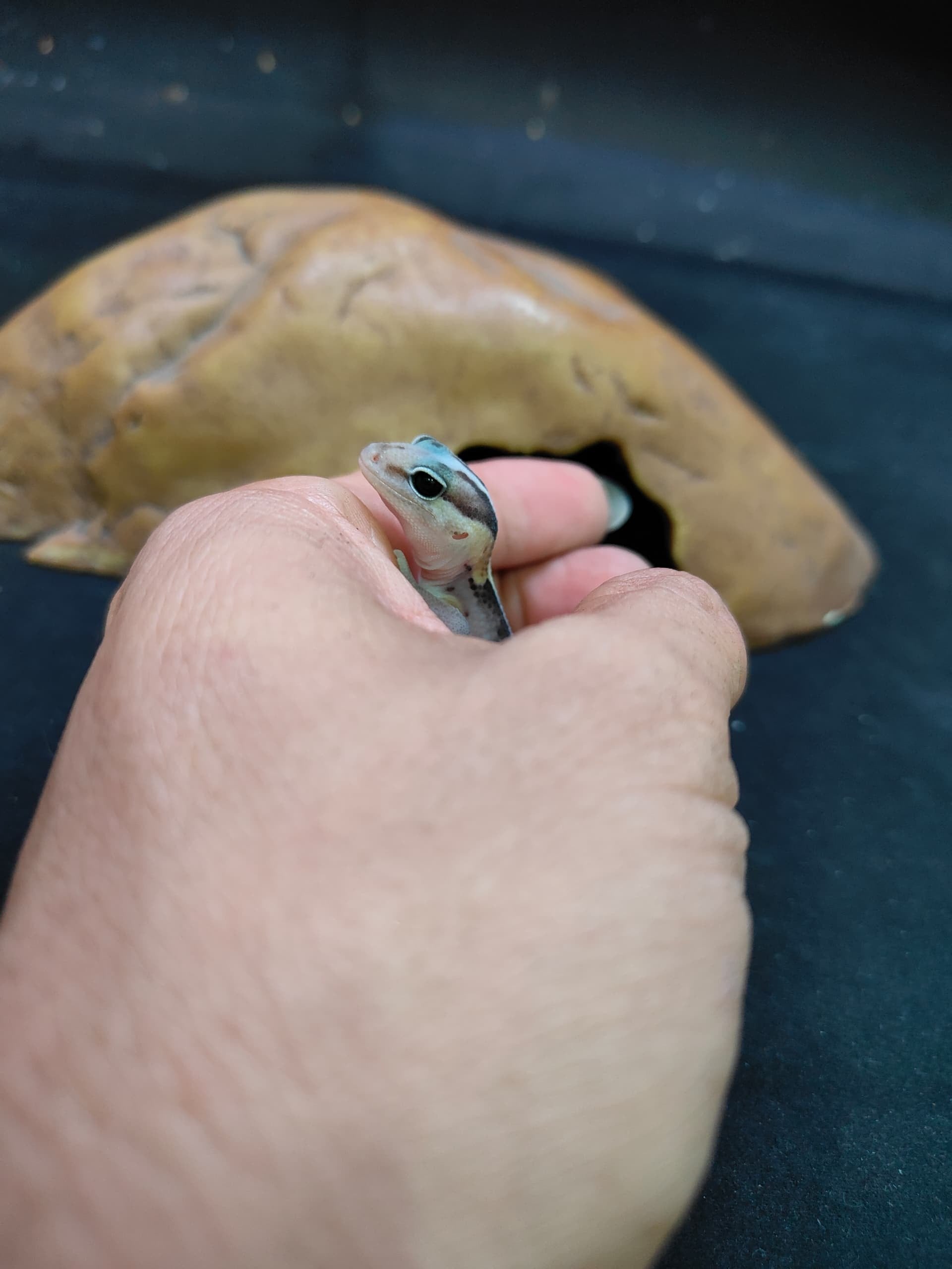 African Fat-Tailed Gecko