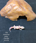 African Fat-Tailed Gecko