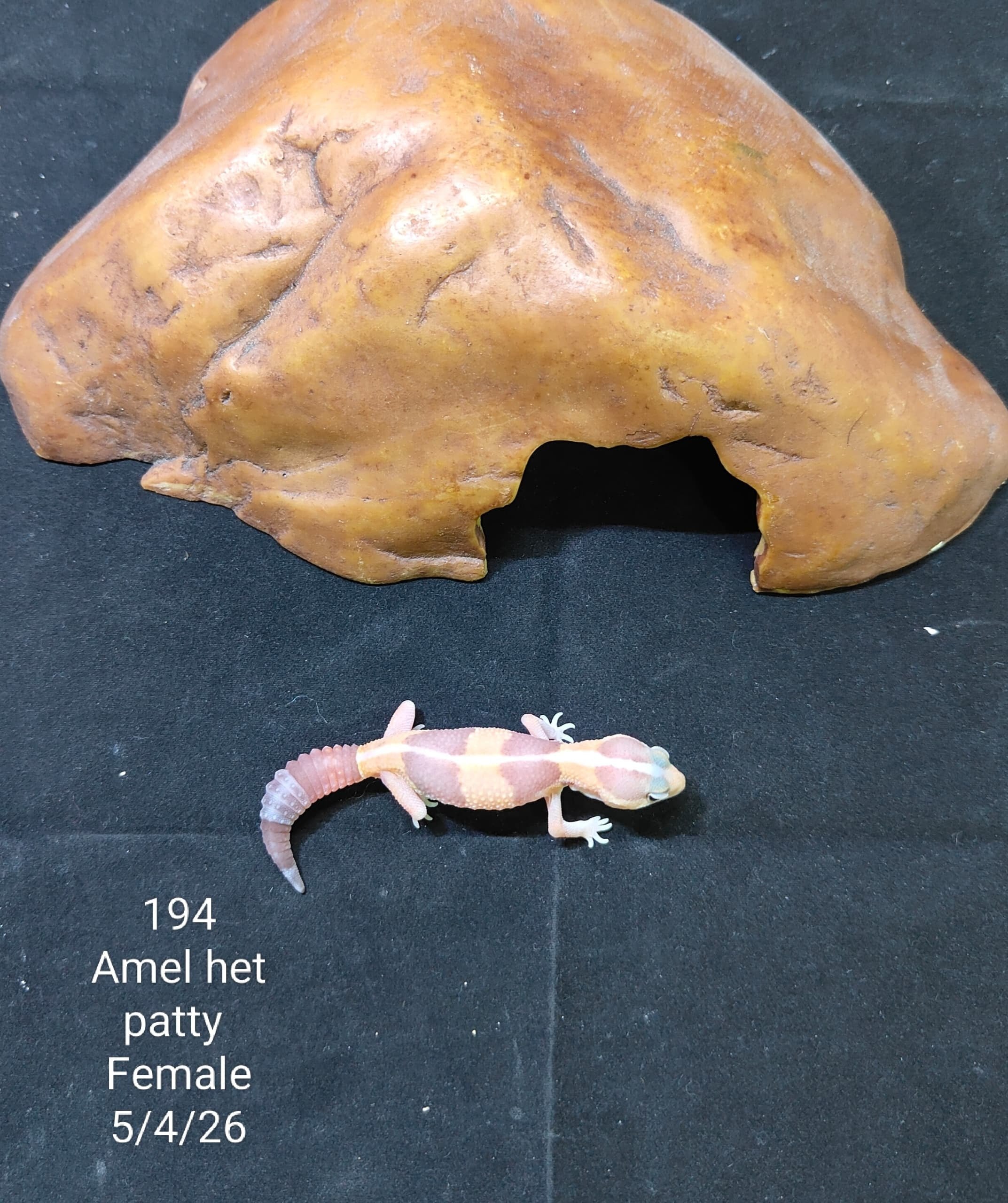 African Fat-Tailed Gecko