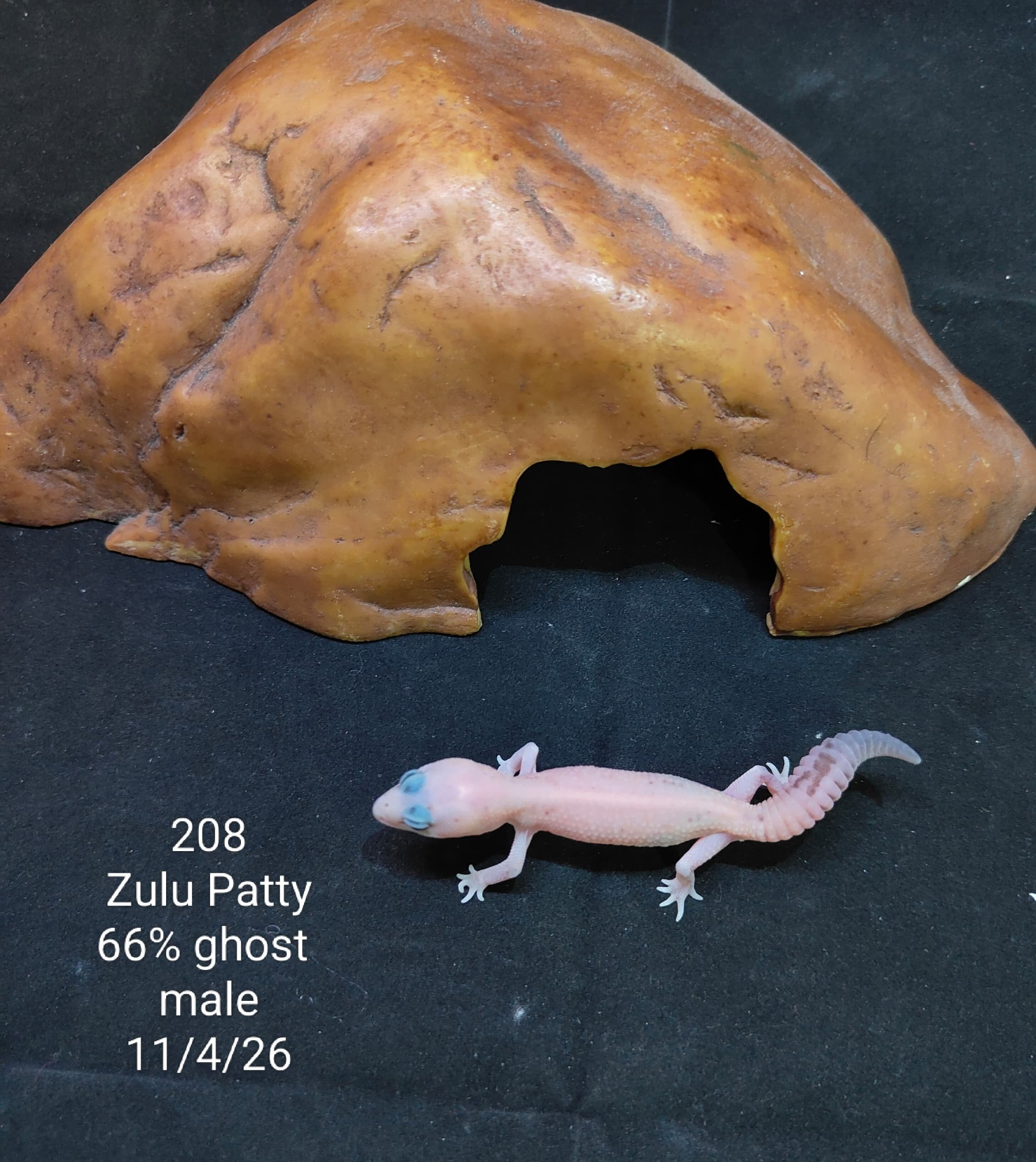 African Fat-Tailed Gecko