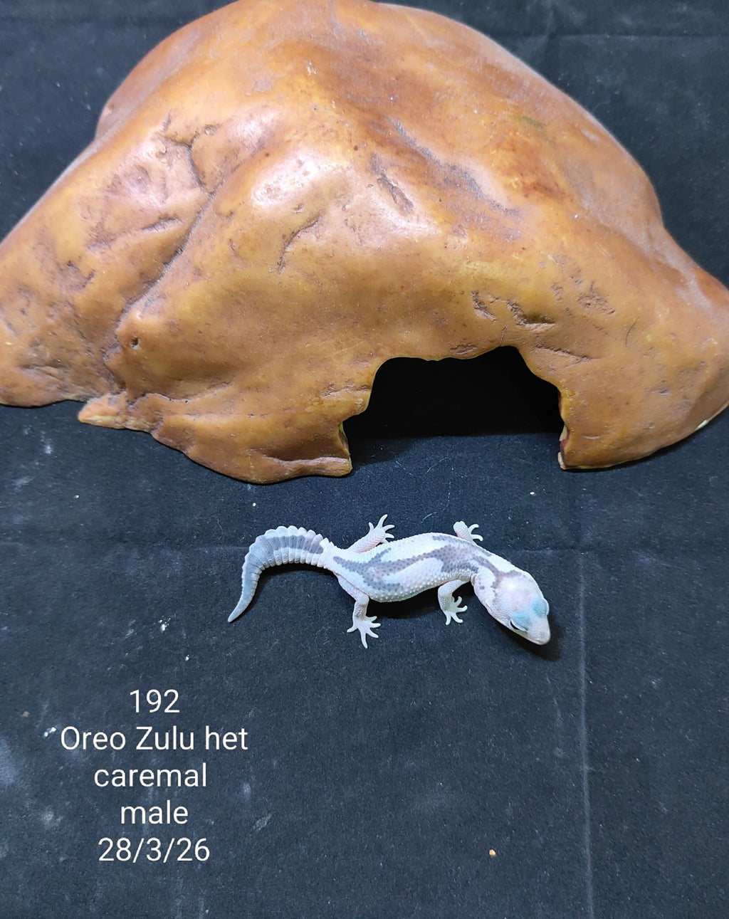 African Fat-Tailed Gecko