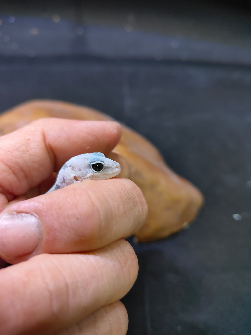 African Fat-Tailed Gecko
