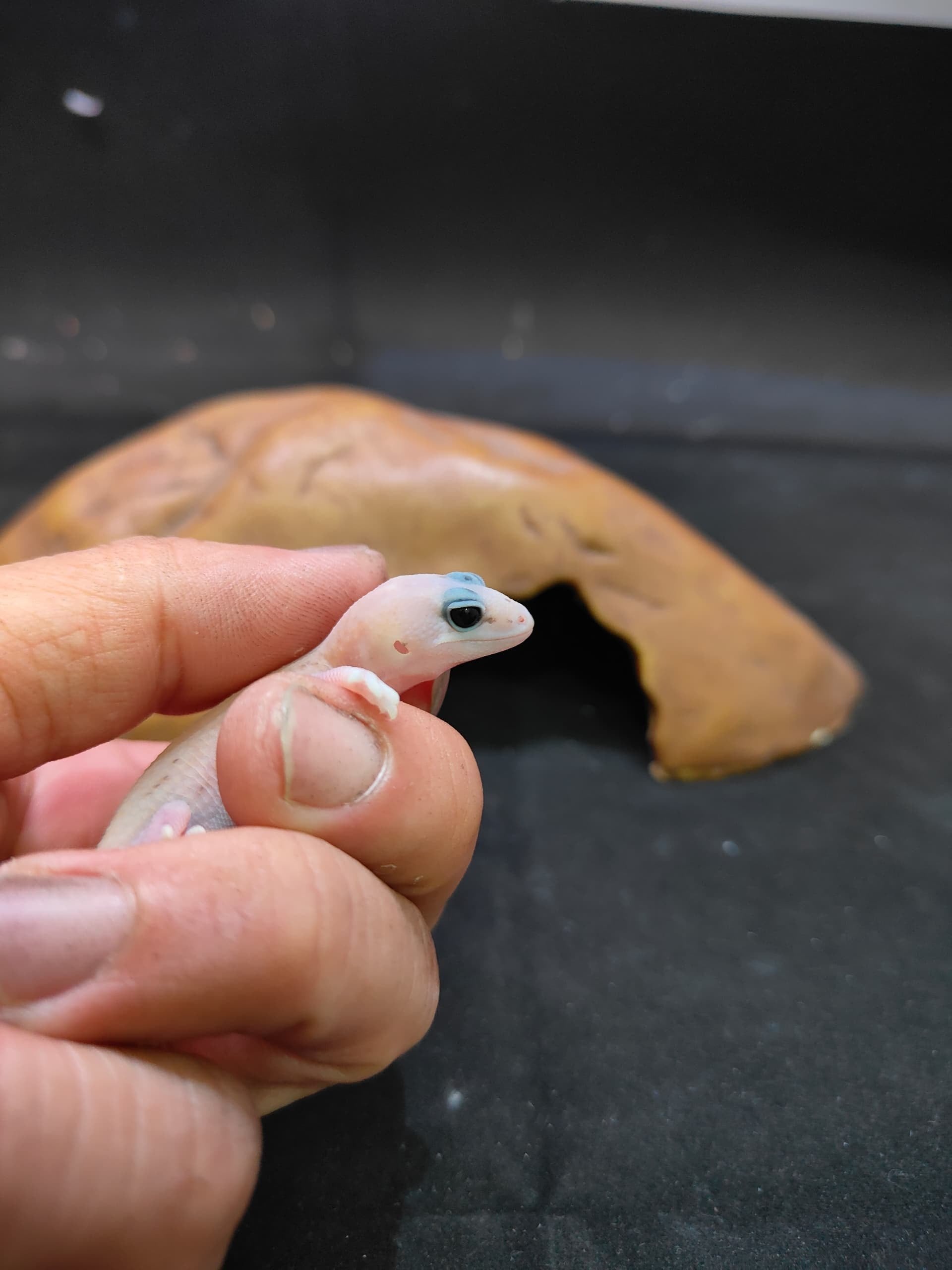 African Fat-Tailed Gecko