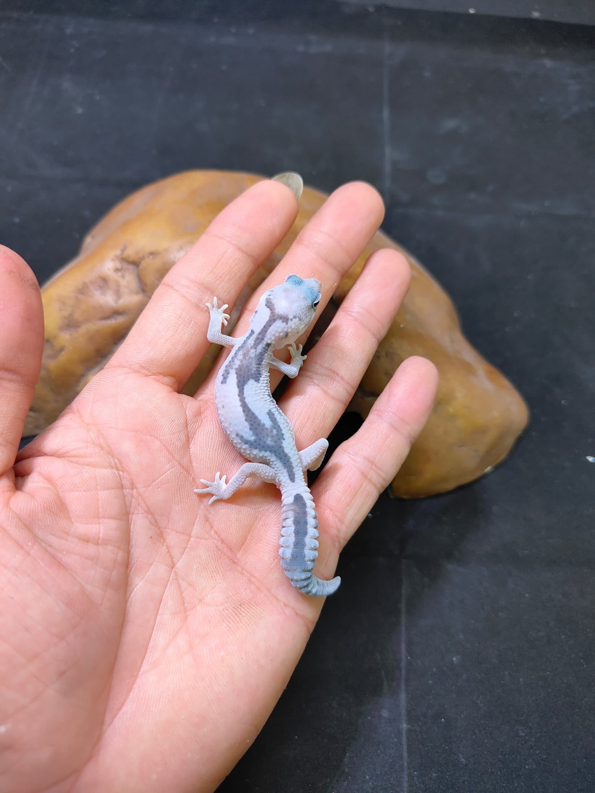 African Fat-Tailed Gecko