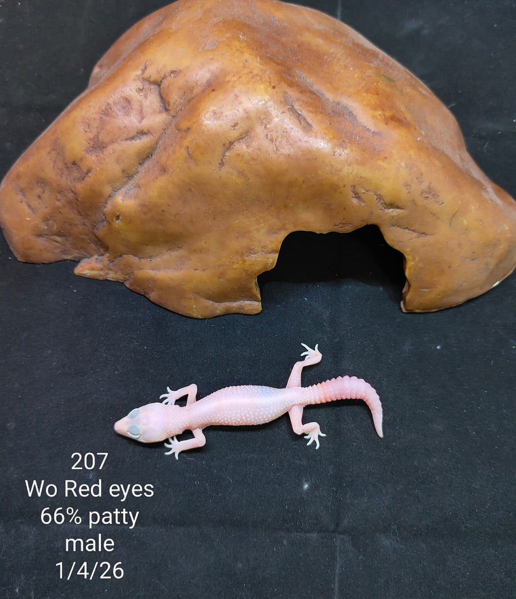 African Fat-Tailed Gecko
