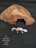 African Fat-Tailed Gecko