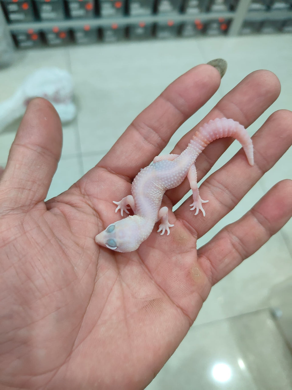 African Fat-Tailed Gecko