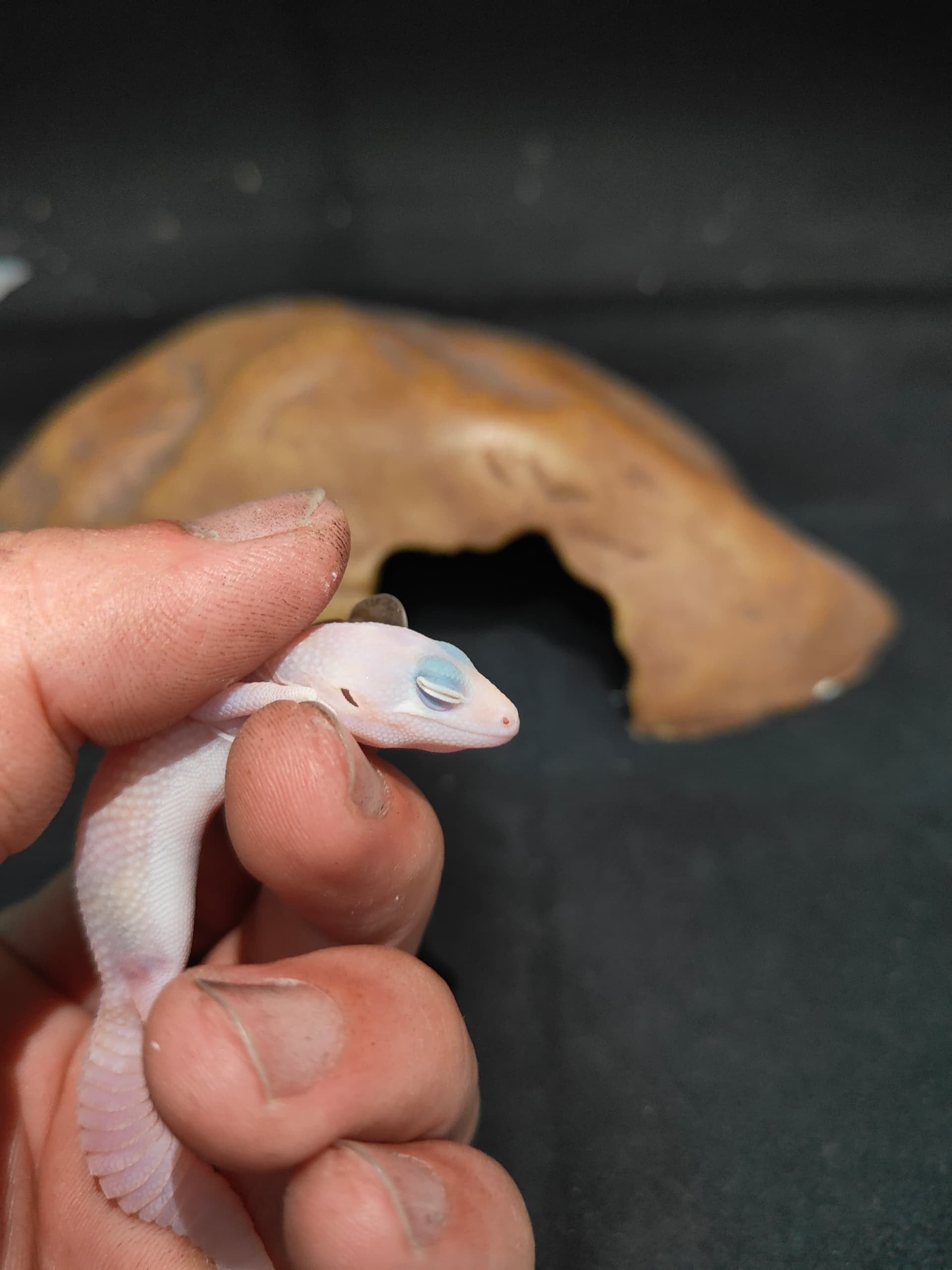 African Fat-Tailed Gecko