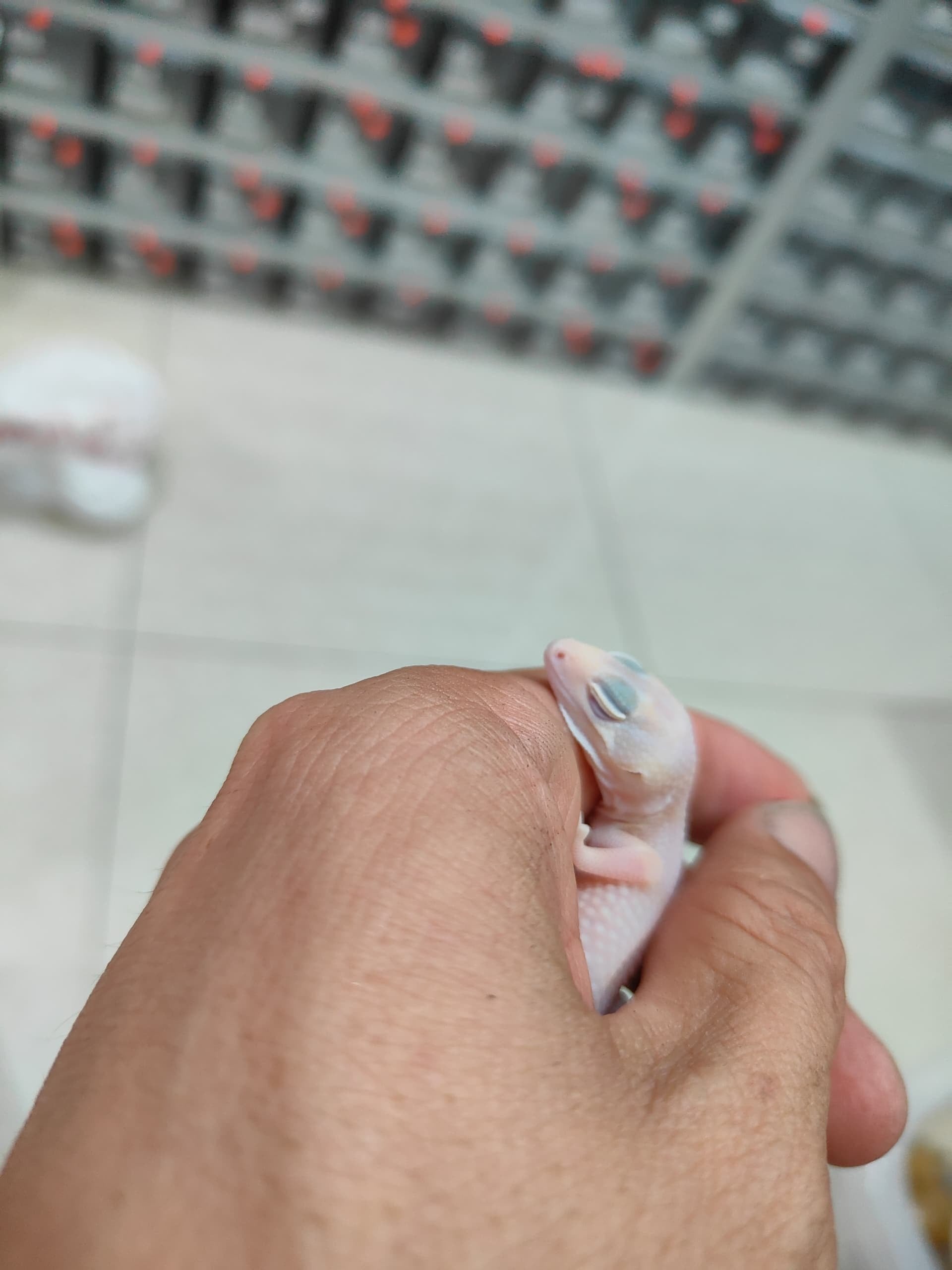 African Fat-Tailed Gecko