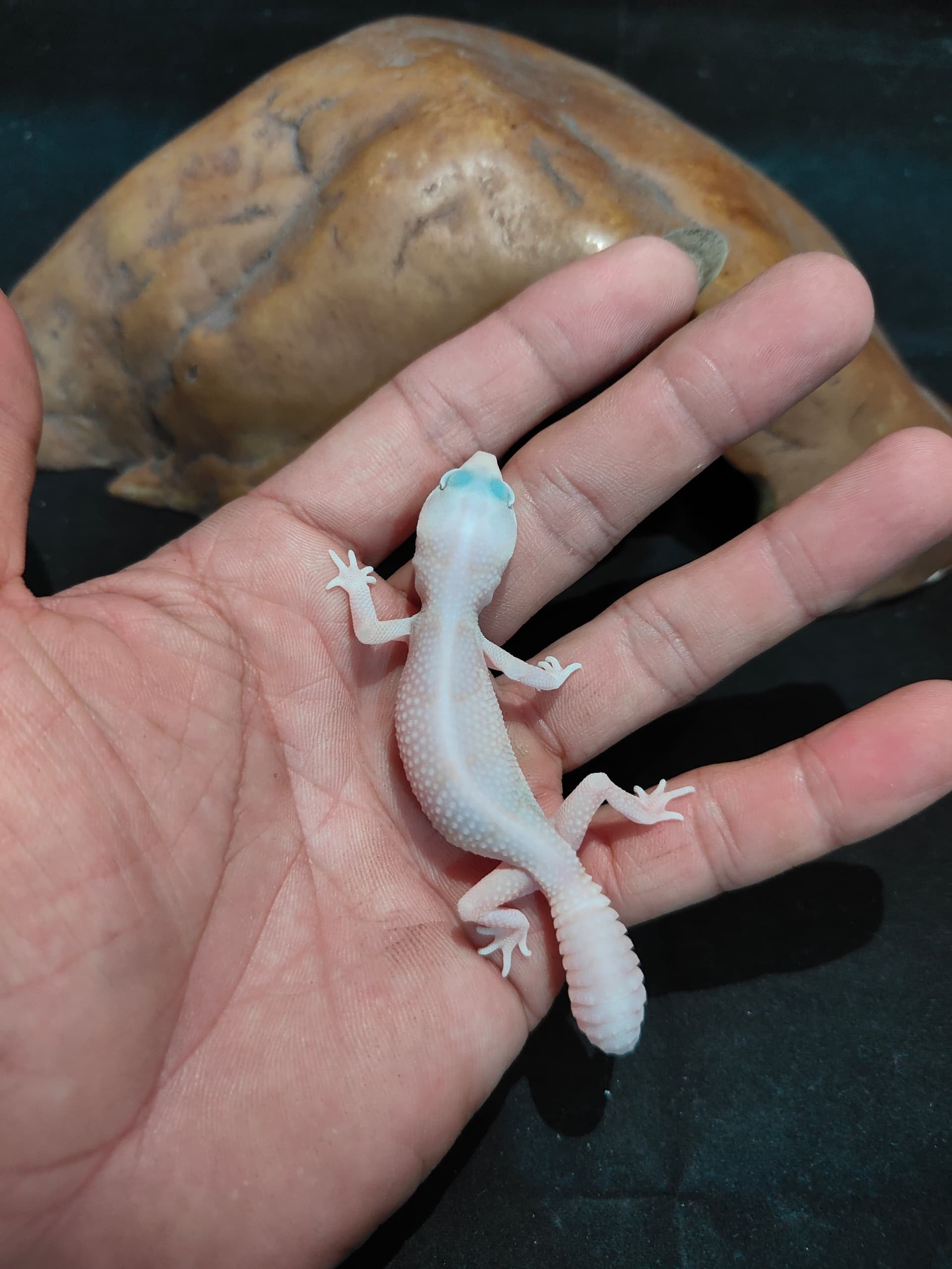 African Fat-Tailed Gecko
