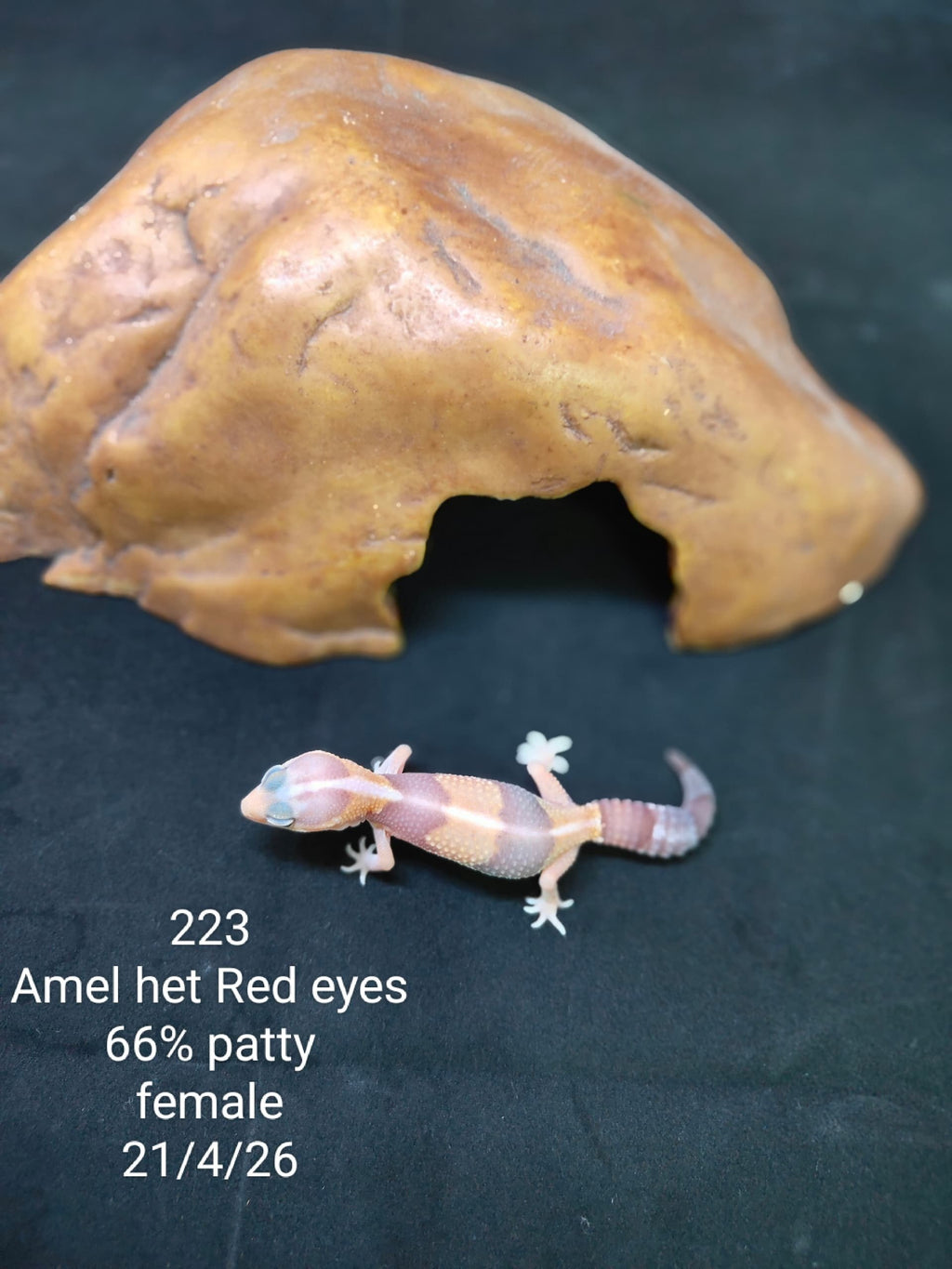 African Fat-Tailed Gecko
