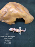 African Fat-Tailed Gecko