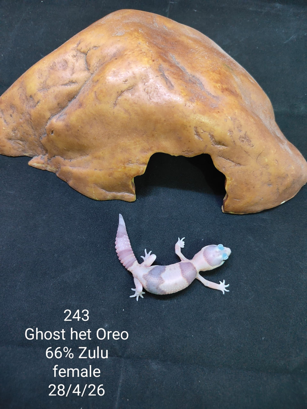 African Fat-Tailed Gecko