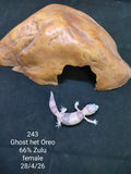 African Fat-Tailed Gecko