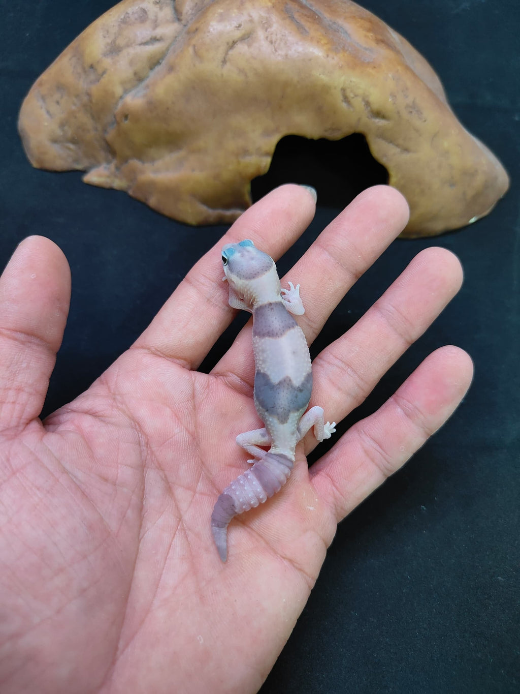 African Fat-Tailed Gecko