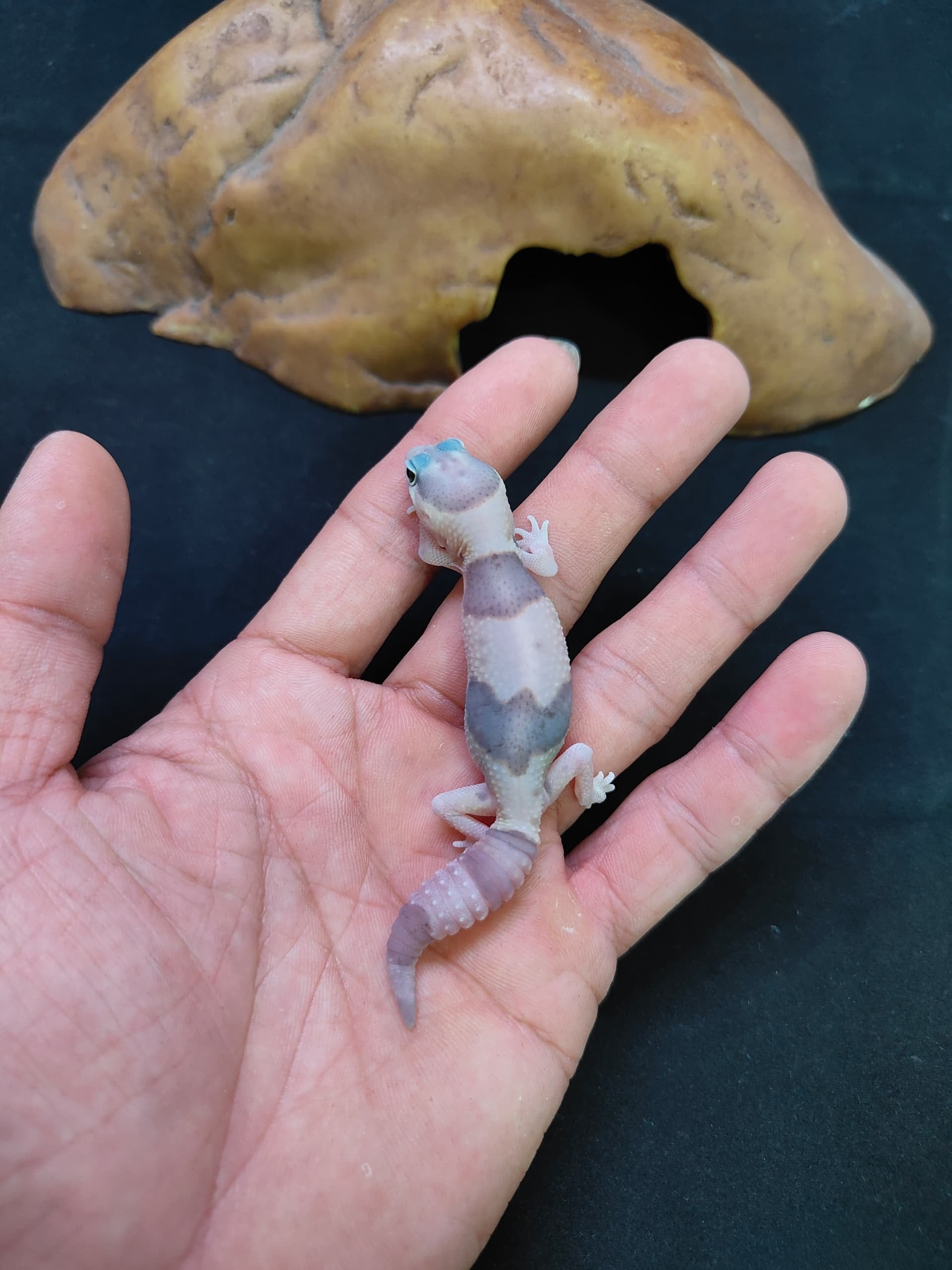 African Fat-Tailed Gecko