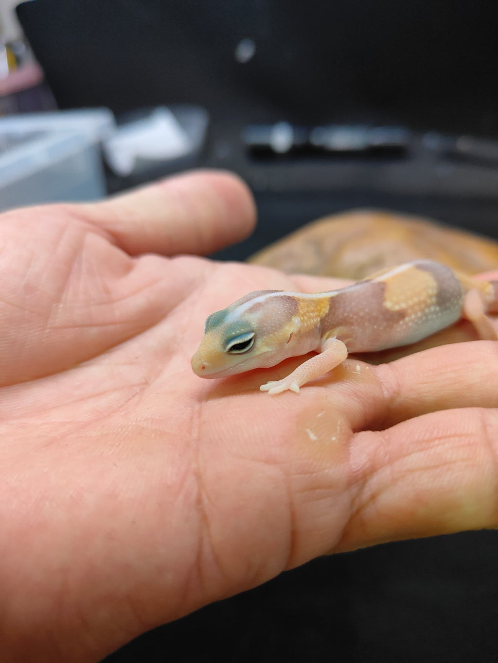 African Fat-Tailed Gecko