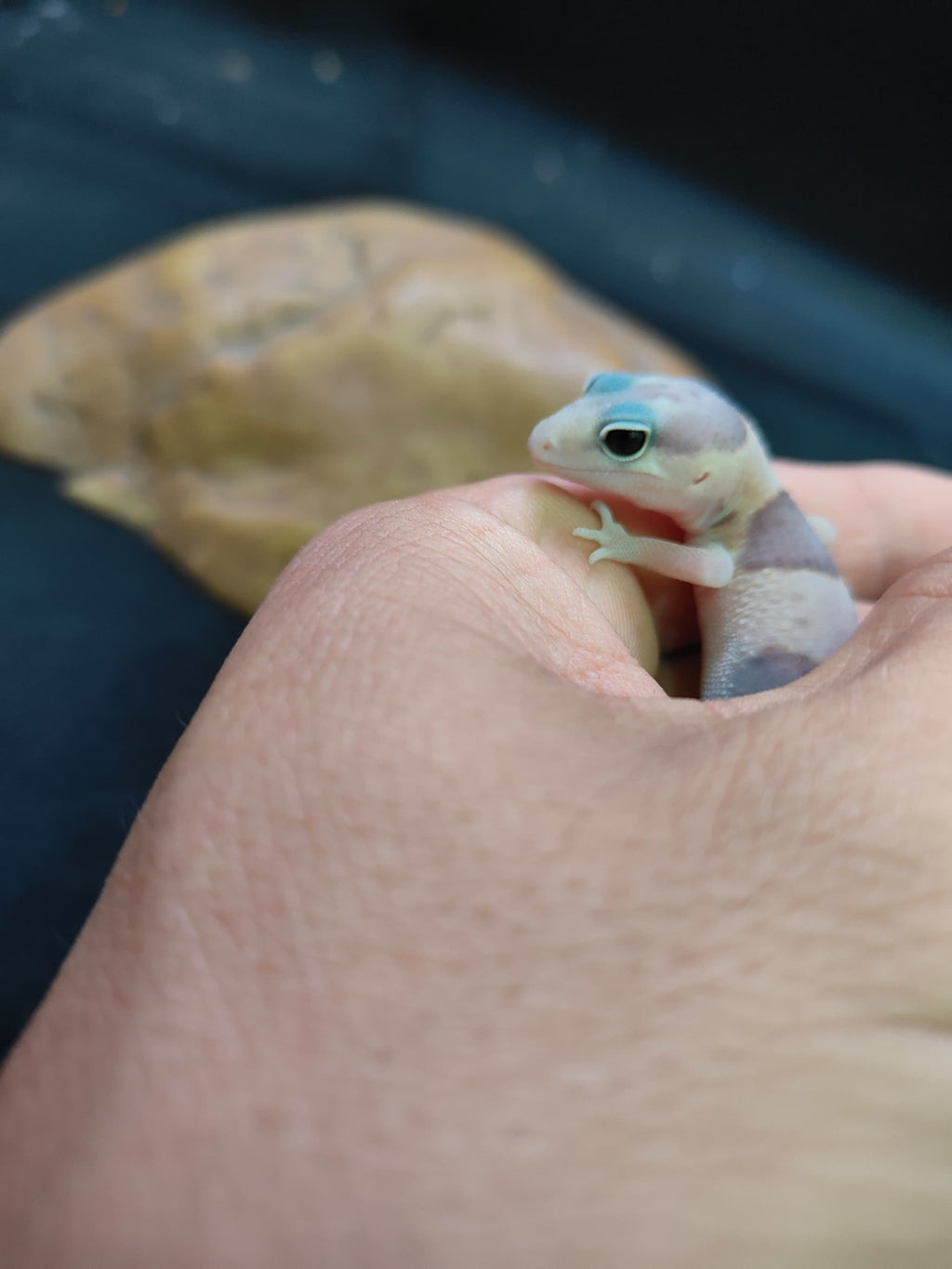 African Fat-Tailed Gecko