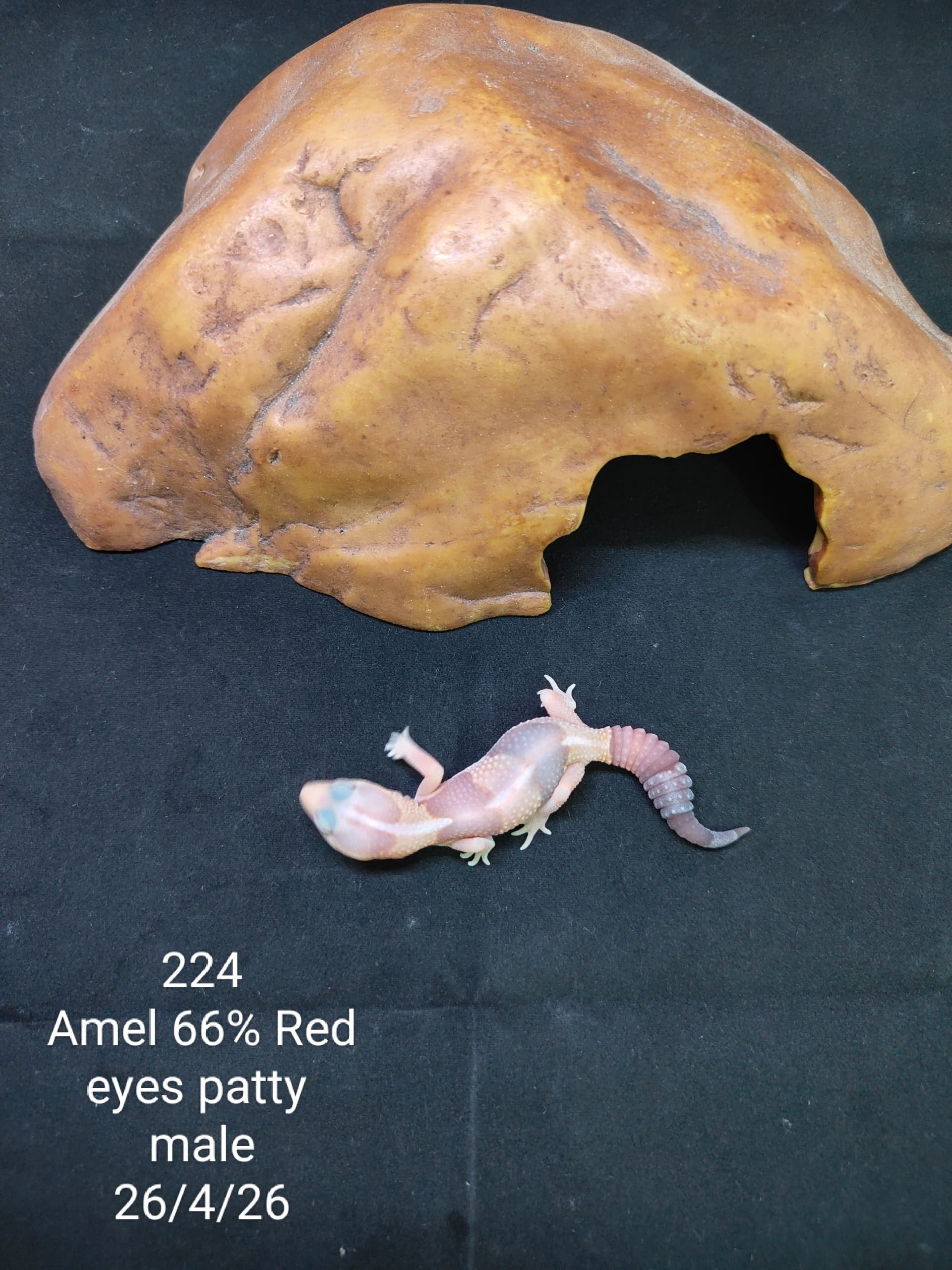 African Fat-Tailed Gecko