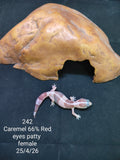 African Fat-Tailed Gecko