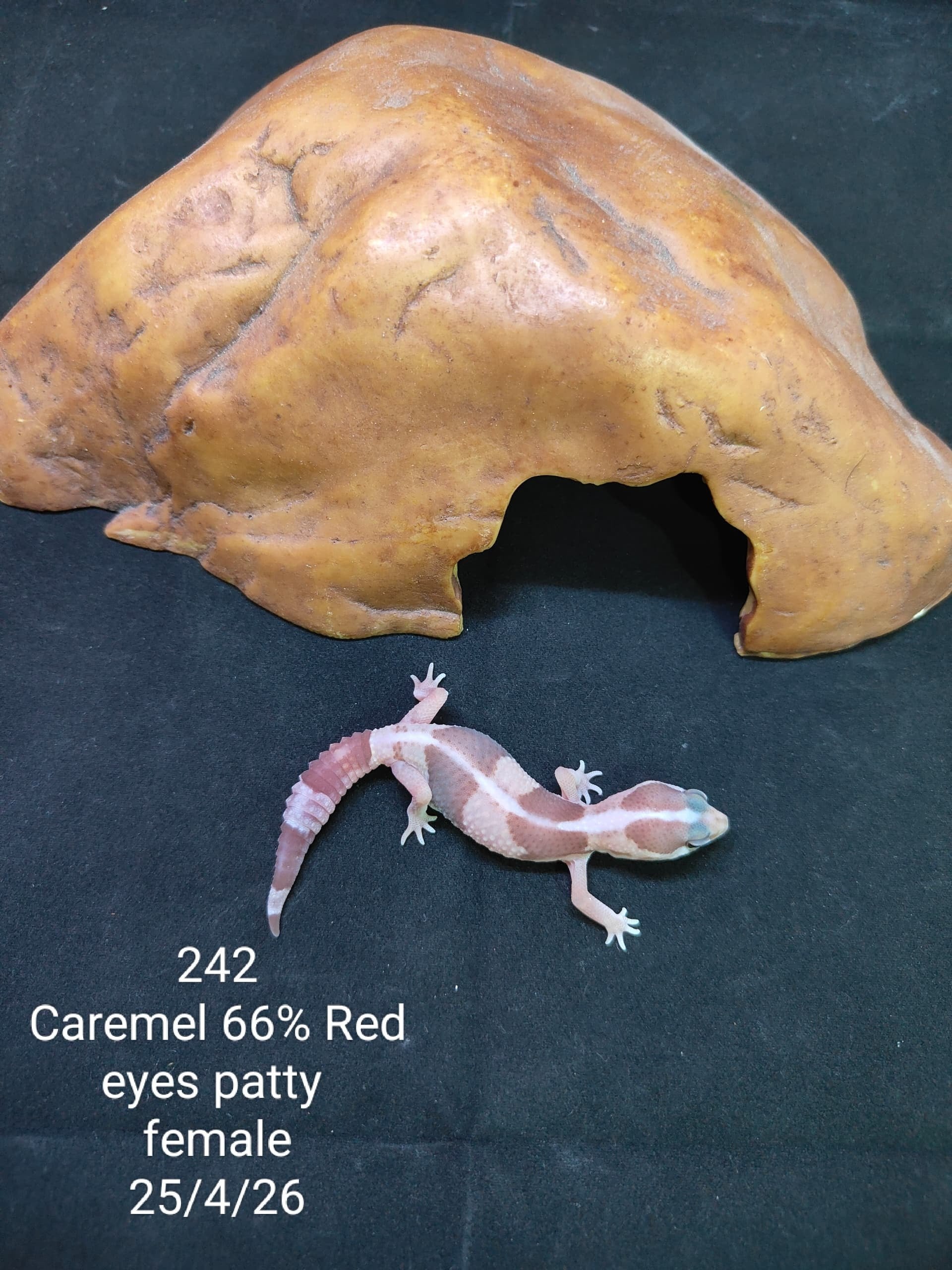 African Fat-Tailed Gecko