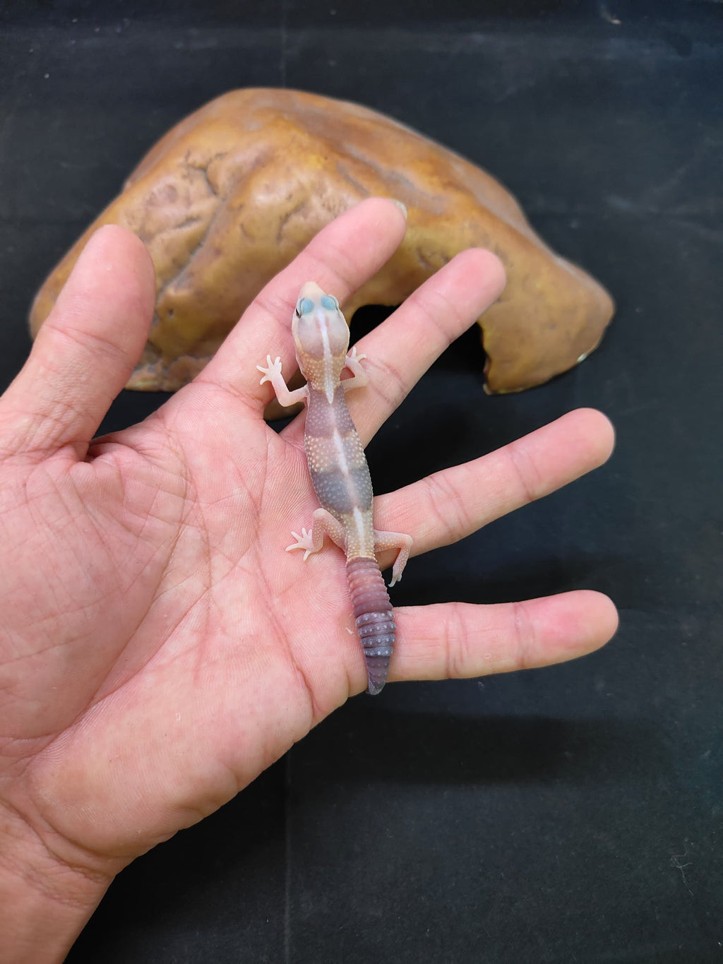 African Fat-Tailed Gecko