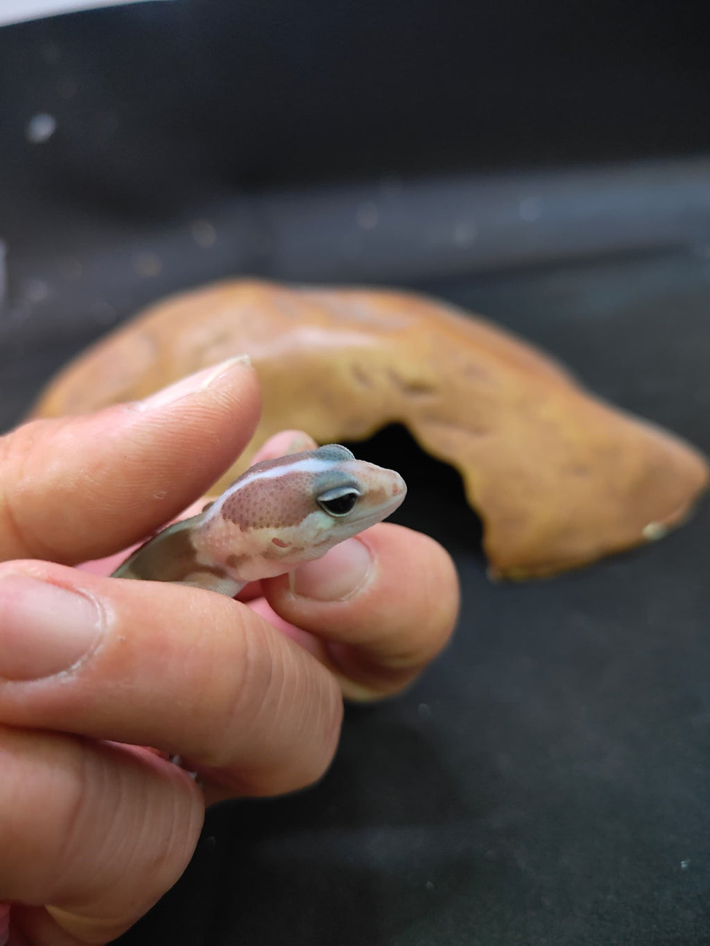 African Fat-Tailed Gecko