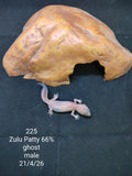 African Fat-Tailed Gecko