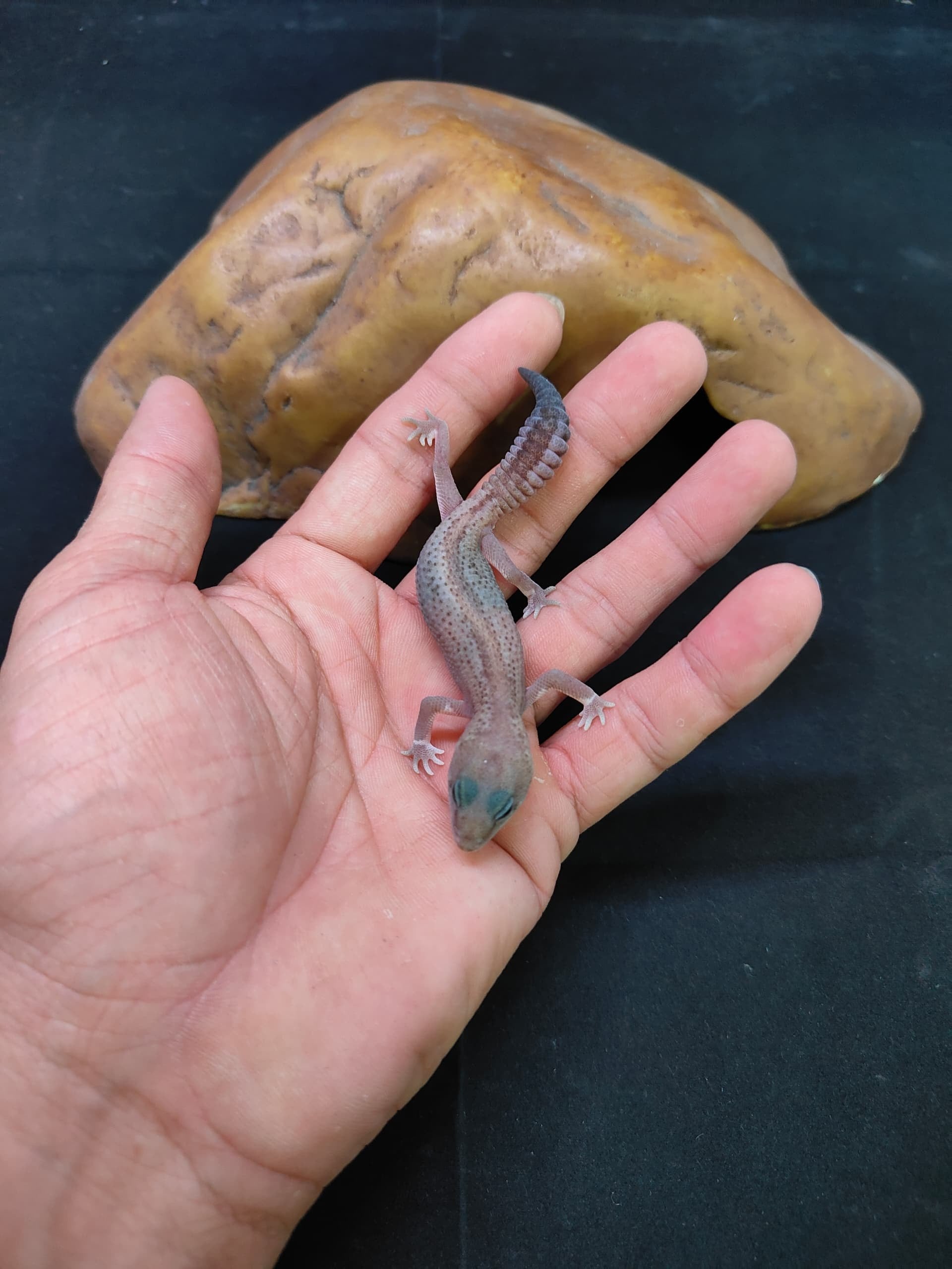 African Fat-Tailed Gecko