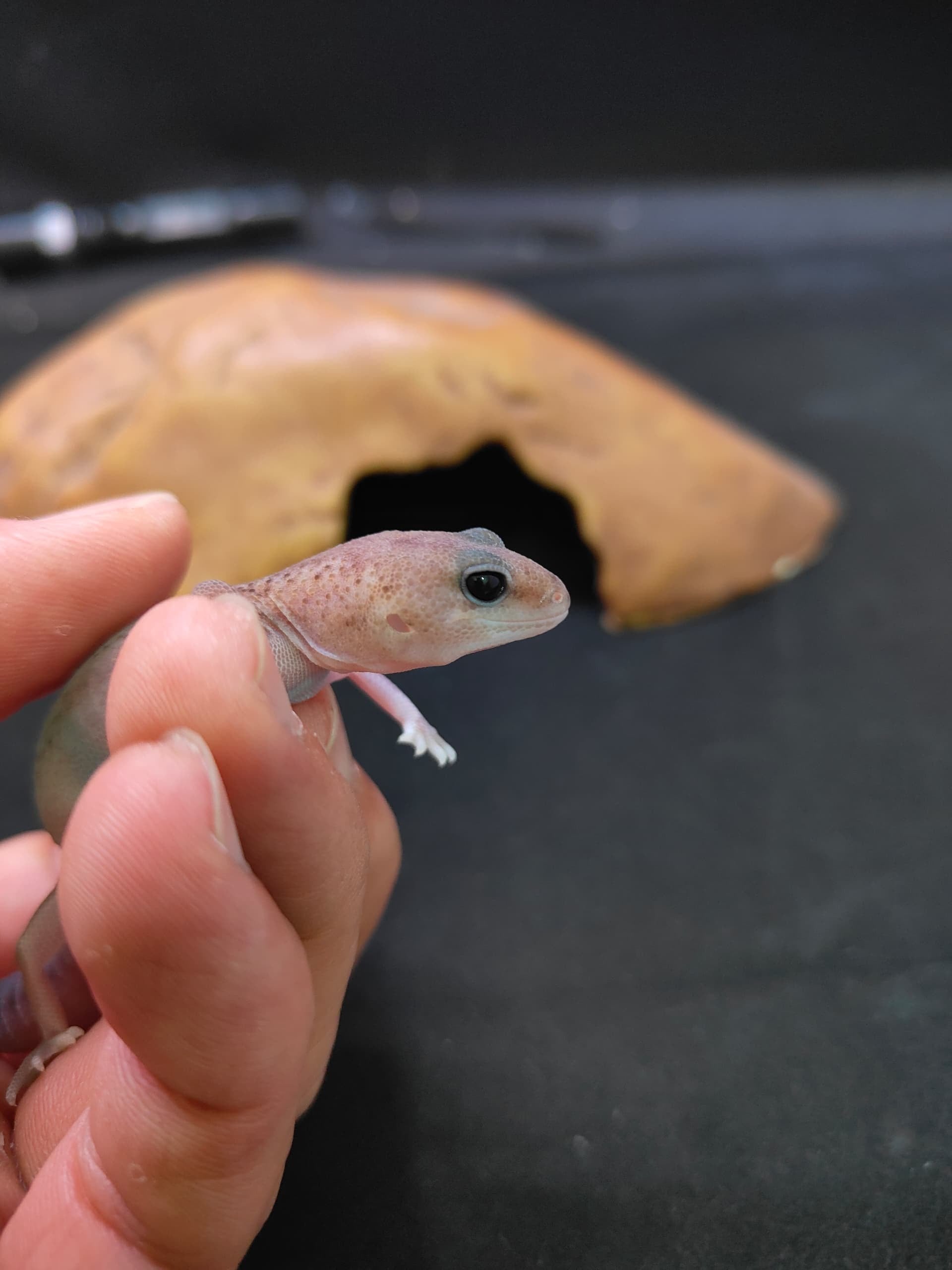 African Fat-Tailed Gecko